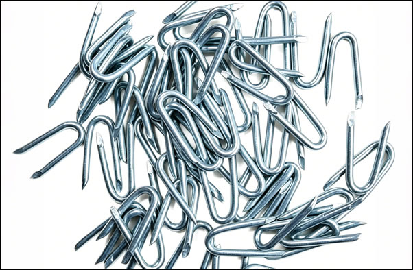 Fence staples HDG ASTM A153 Rolled Point Staple