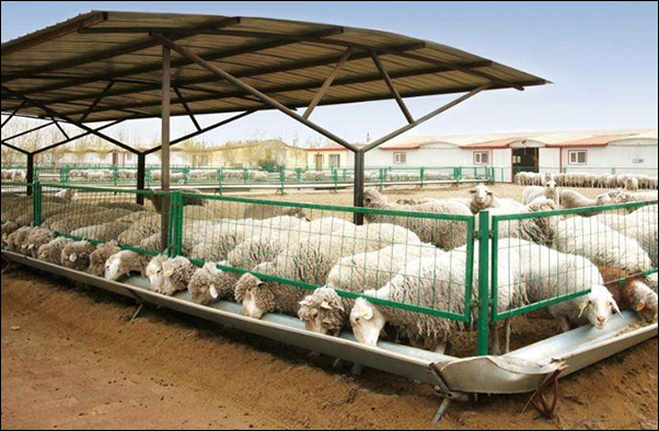 Field Fence Wire for Goats